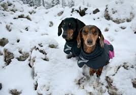 never fear sizing for hurtta dog jackets is easy