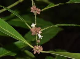 Image result for Polysphaeria