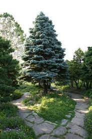 We have hired a service to move, transport and transplant three 10 ft blue spruce trees. How To Grow A Blue Spruce Evergreen Tree