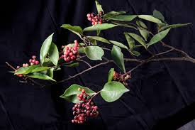 Image result for Ardisia buesgenii