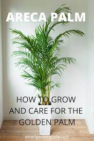 Areca Palm Care Dypsis Lutescens Golden Cane Palm Care Yellow Butterfly Palm Learn How To Grow And Care For The Palm Tree Plant Palm Plant Care Palm Plant