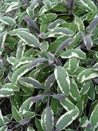 Sage is best known for its fuzzy exterior and intense herbal aroma, which makes it a bold addition to any dish. Herbs That Come Back Year After Year Greenview