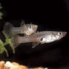 Pro grade products and expert advice. Mosquito Fish Freshwater Pond Fish For Water Gardens