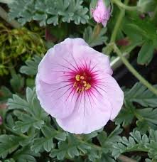 Image result for Geranium aculeolatum