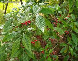 Image result for Psychotria ceratoloba