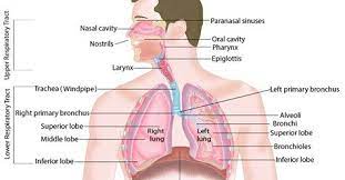 Respiratory System Structure Parts Function How To Relief Human Respiratory System Respiratory Respiratory System