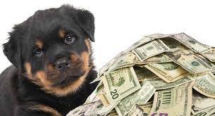 This is a beautiful rottweiler puppy who is raised with children and very well socialized. How Much Does A Rottweiler Cost From Puppy Buying To Raising A Dog