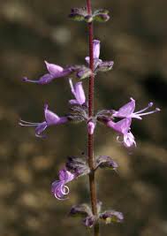 Image result for Syncolostemon canescens