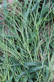 Image result for Digitaria gymnostachys