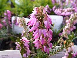 Image result for Helixanthera garciana