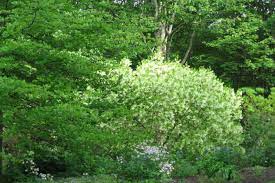 White flowering trees new england. Native White Flowering Trees For Spring Csmonitor Com