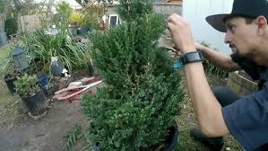 Image result for spiral cut juniper trees