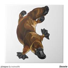 Platypus Tile Zazzle Com In 2021 Australian Native Animals Australian Animals Animal Art