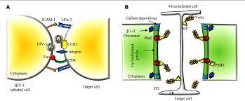 Plant cell wall vs animal extracellular matrix. Extracellular Matrix In Plants And Animals Hooks And Locks For Viruses Semantic Scholar