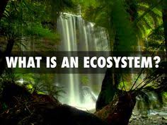 Image result for organisms and their environment