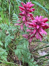 Image result for Hunteria densiflora