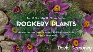 Find and read more books you'll love, and keep track of the books you want to read. Top Plants For An Alpine Rock Garden David Domoney