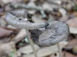 Image result for Coprinus lagopus