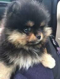 Cute Black And Brown Pomeranian Pin By Andrea On Pomeranians Cute Pomeranian Pomeranian Puppy Cute Puppies