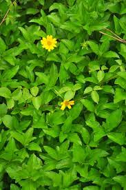 43 plants found matching your search criteria. Free Photo Tiny Yellow Flower Bunch Flower Green Free Download Jooinn