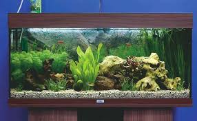 Scenic Freshwater Aquariums Beautiful Shower Ideas Exciting