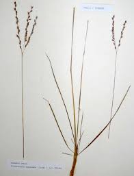 Image result for Alloteropsis semialata