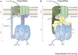 Maybe you would like to learn more about one of these? Inventing The Dynamo Machine The Evolution Of The F Type And V Type Atpases Nature Reviews Microbiology