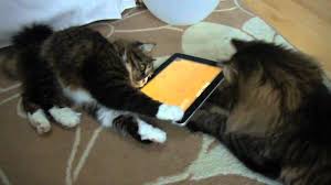 Cats Playing Game For Cats With Apple Ipad Cat App Cat Playing Cats