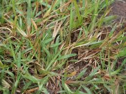 Image result for Chloris pycnothrix