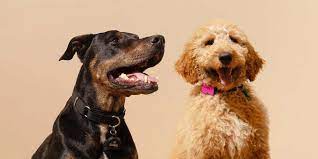 The Best Gps Dog Collars And Pet Trackers 2021 Reviews By Wirecutter