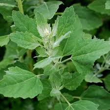 Image result for Chenopodium olukondae