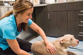 Tempe , az , 85282 Anaheim Hills Pet Clinic 5799 E La Palma Ave Anaheim Ca 92807 Usa