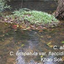Tonkinensis (na suo river, 30 jan 2010, h. Cryptocoryne Habitat In Southern Thailand Showing A Stand Of C Albida Download Scientific Diagram