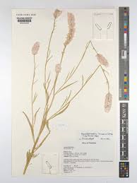 Image result for Hermbstaedtia linearis
