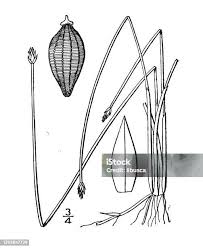 Image result for Eleocharis mutata