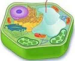 We did not find results for: Cells Flashcards Quizlet
