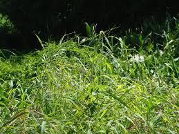 Image result for Rottboellia