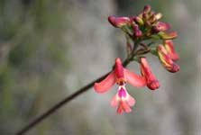 Image result for Cynorkis kassneriana