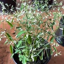 Image result for Euphorbia graminea