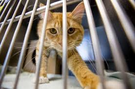 Find and adopt a pet on petfinder today. 5 Ways To Help Homeless Pets In Utah County Local News Heraldextra Com