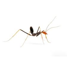 Image result for Anthericopsis