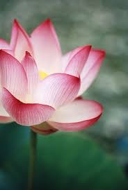 Untitled Flowers Beautiful Flowers Flower Meanings