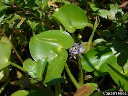 Image result for Heteranthera