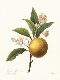 Image result for Citrus × aurantium