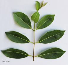 Image result for Kirkia