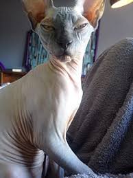 It developed like this through select breeding by cat breeders in the 20th century and is now one of the most famous types of cat around. Sphynx Cat Wikipedia