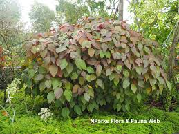 Image result for Acalypha hispida