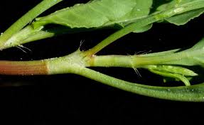 Image result for Oxygonum