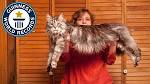 5 Largest Domestic Cat Breeds In World
