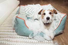 We did not find results for: The Best Chew Proof Dog Bed 6 Tough Favorites To Try Great Pet Care